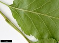 SpeciesSub: subsp. occidentalis SpeciesSub: subsp. occidentalis